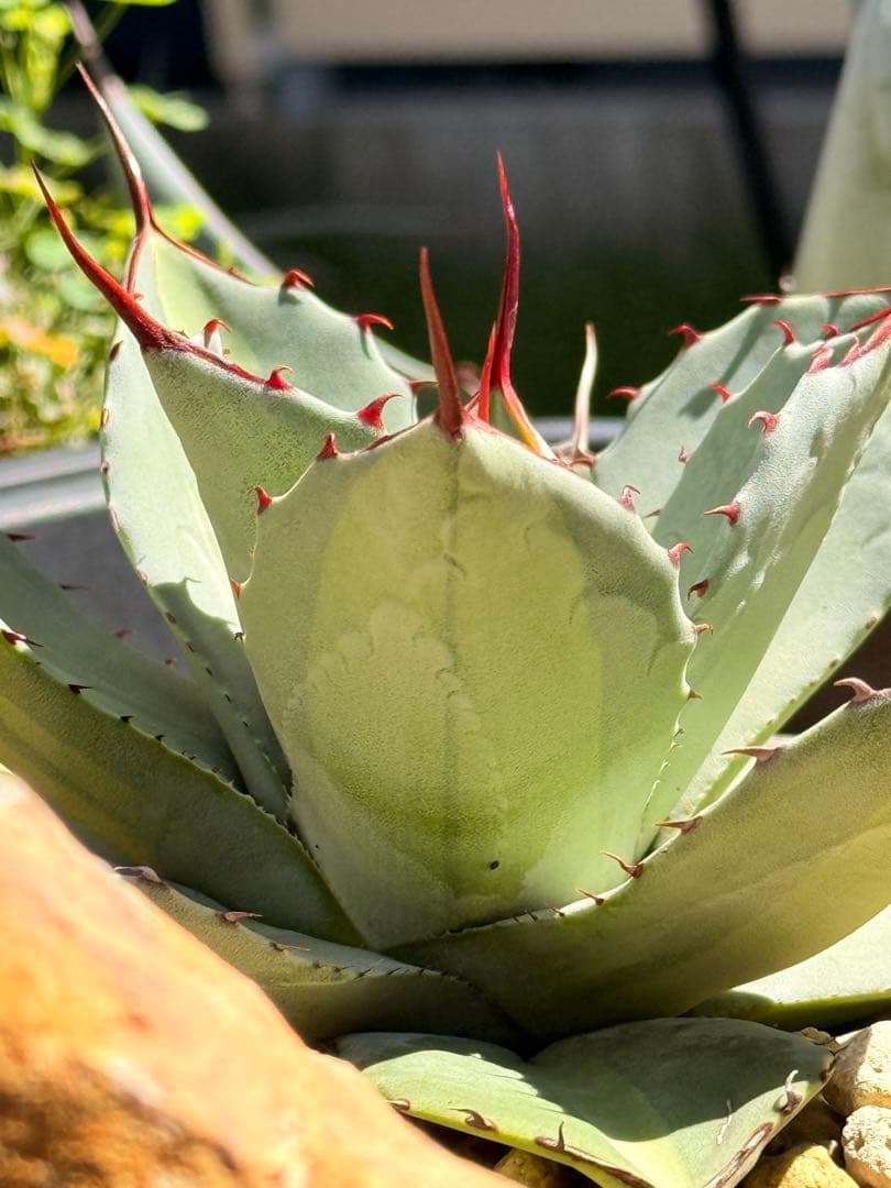 【福沢諭吉様】Agave parryi truncata 'Jackpot'