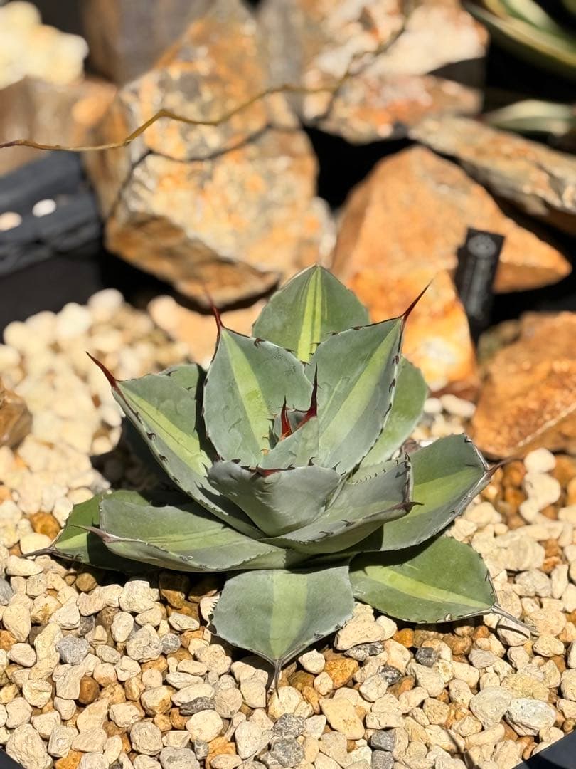 【福沢諭吉様】Agave parryi truncata 'Jackpot'