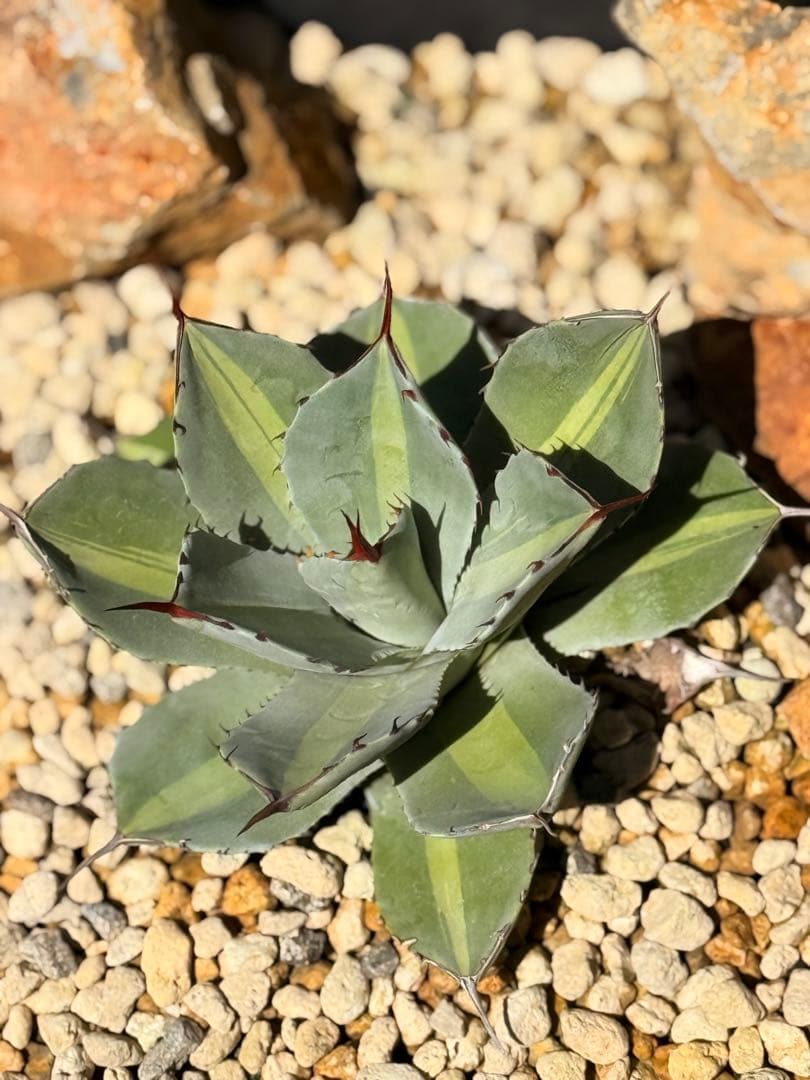 【福沢諭吉様】Agave parryi truncata 'Jackpot'