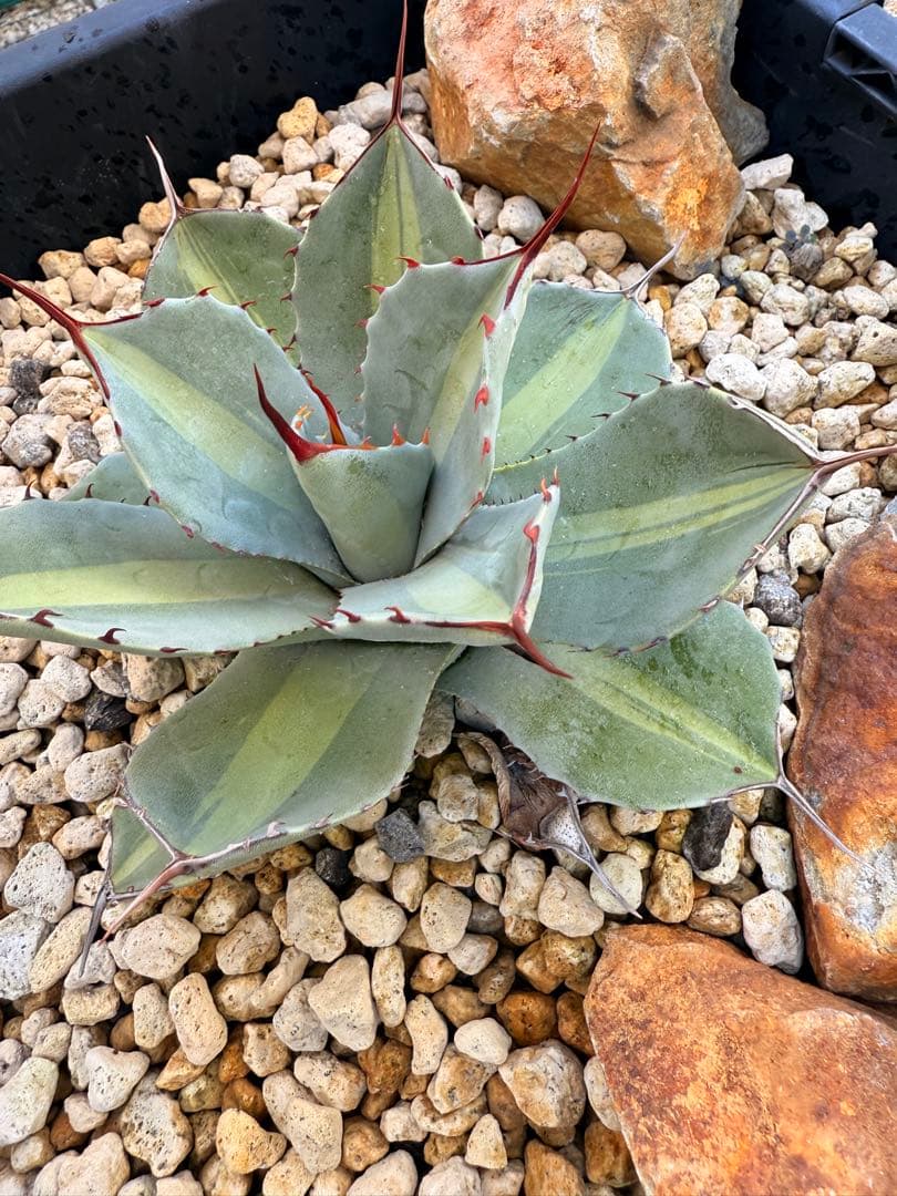 【福沢諭吉様】Agave parryi truncata 'Jackpot'