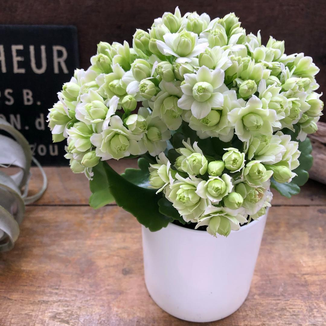 ★カランコエ白2個、しんしん2個、黒法師