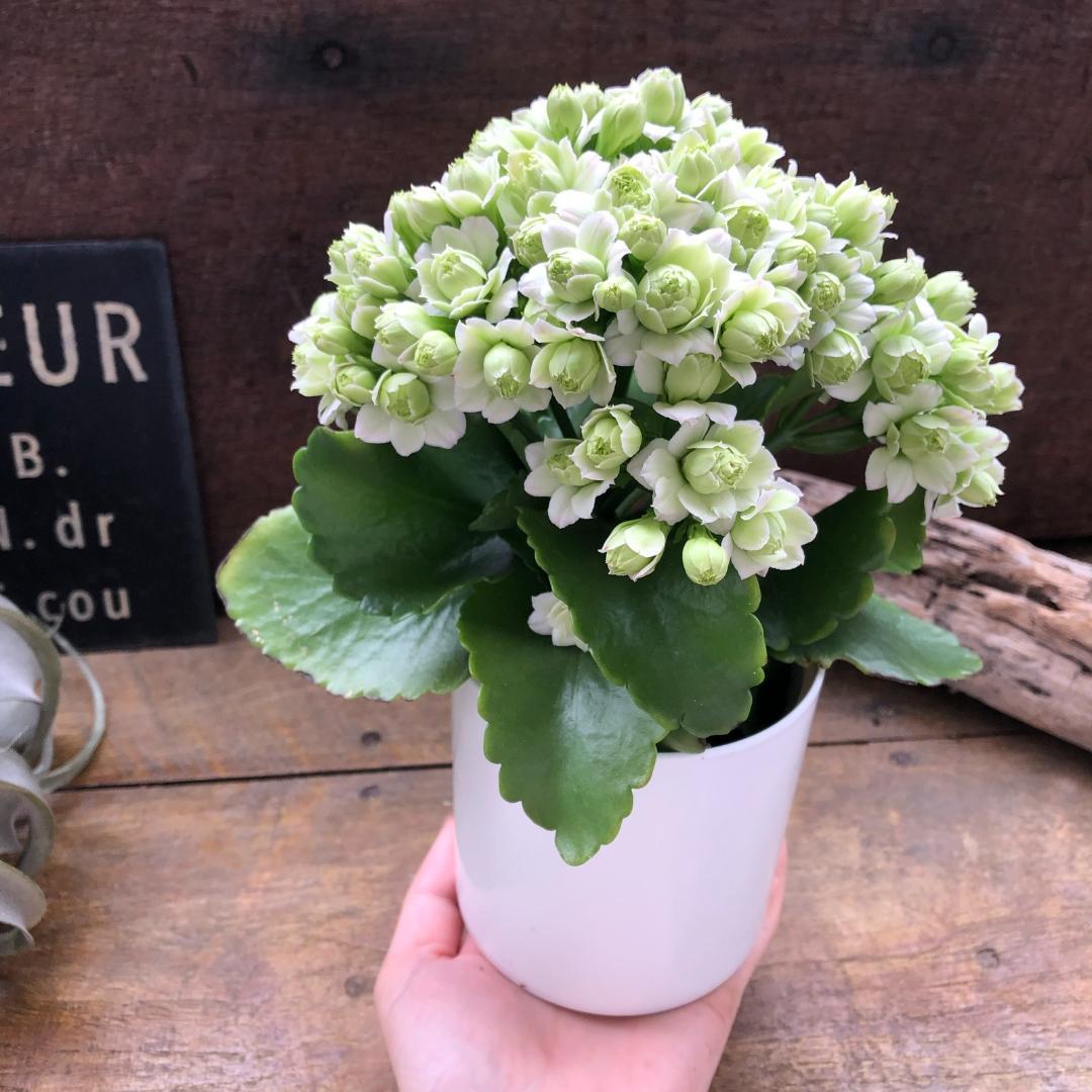 ★カランコエ白2個、しんしん2個、黒法師