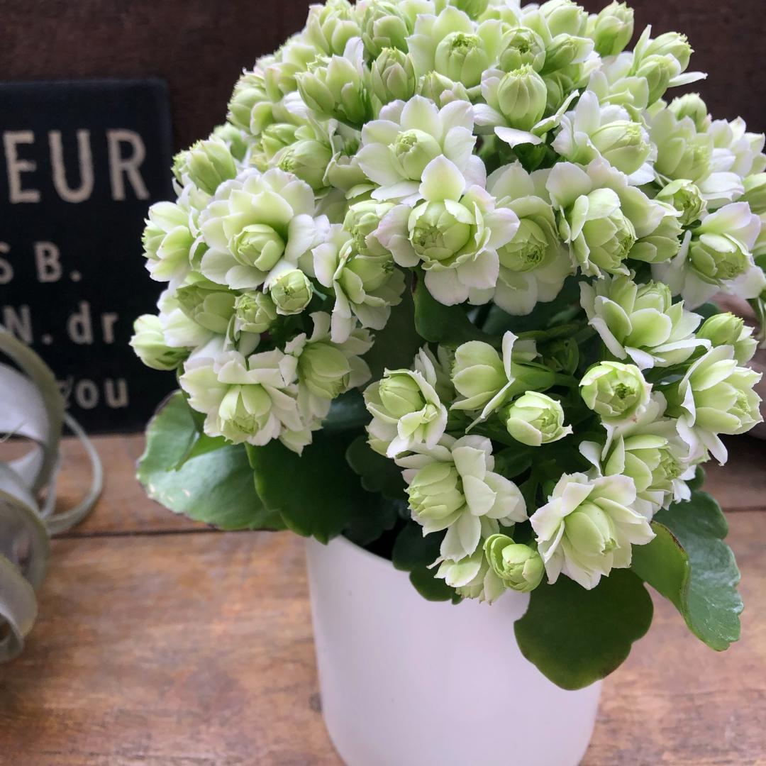 ★カランコエ白2個、しんしん2個、黒法師