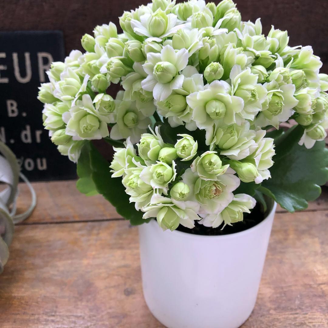 ★カランコエ白2個、しんしん2個、黒法師