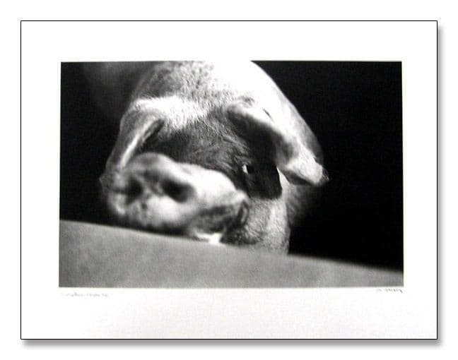 額装品/Animal I/マキシムゴダール/限定65枚/サイン・ナンバリング入