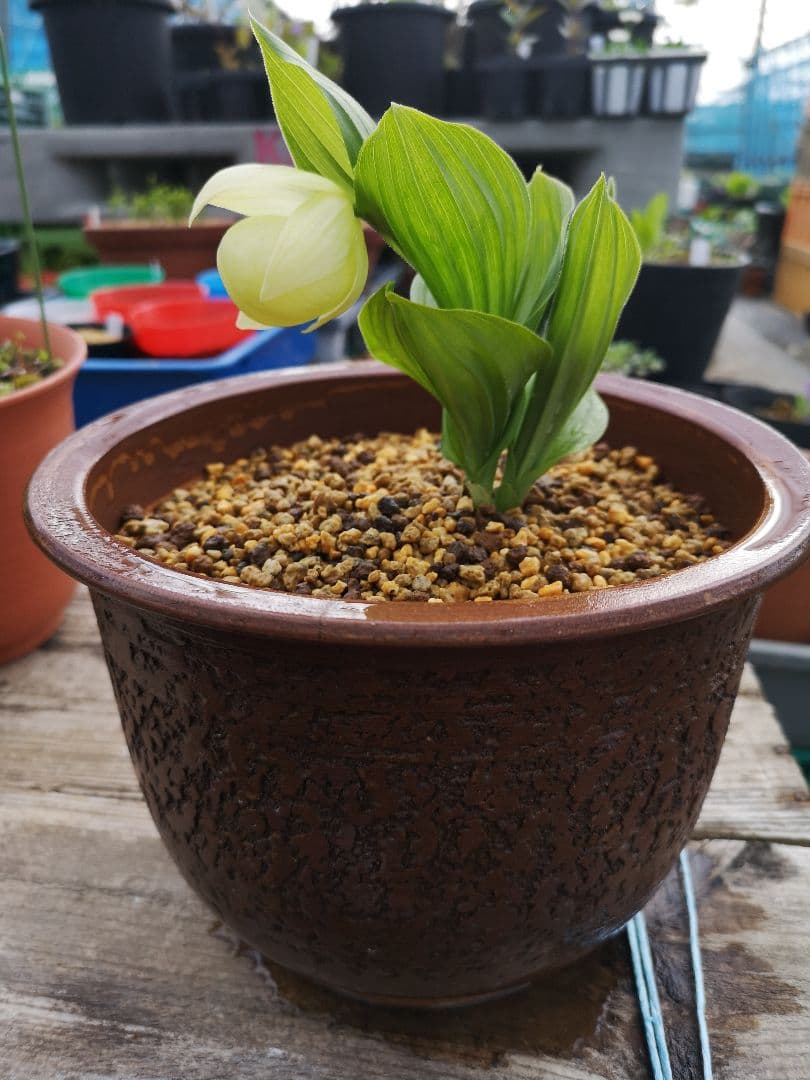 メ*4様 山野草　丸葉レブン　アツモリソウ　花１葉１　１鉢