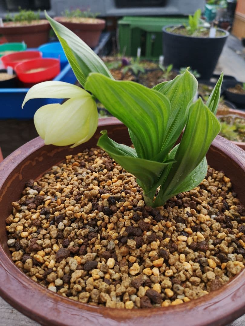 メ*4様 山野草　丸葉レブン　アツモリソウ　花１葉１　１鉢