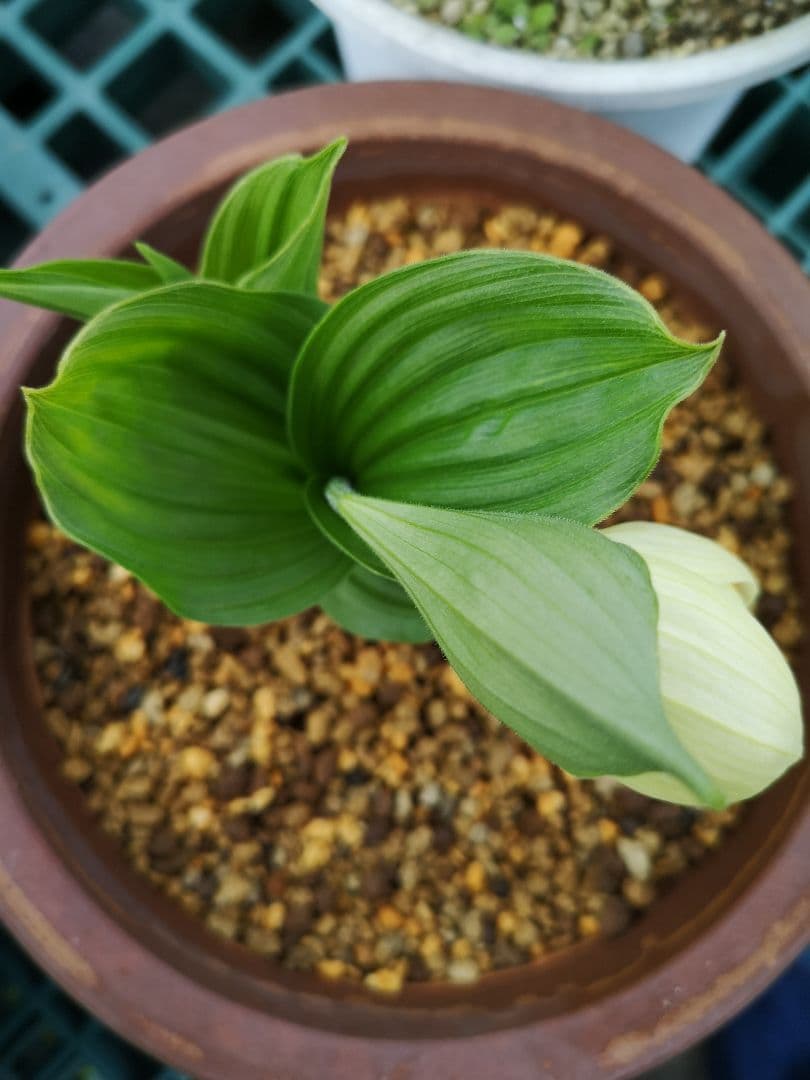 メ*4様 山野草　丸葉レブン　アツモリソウ　花１葉１　１鉢