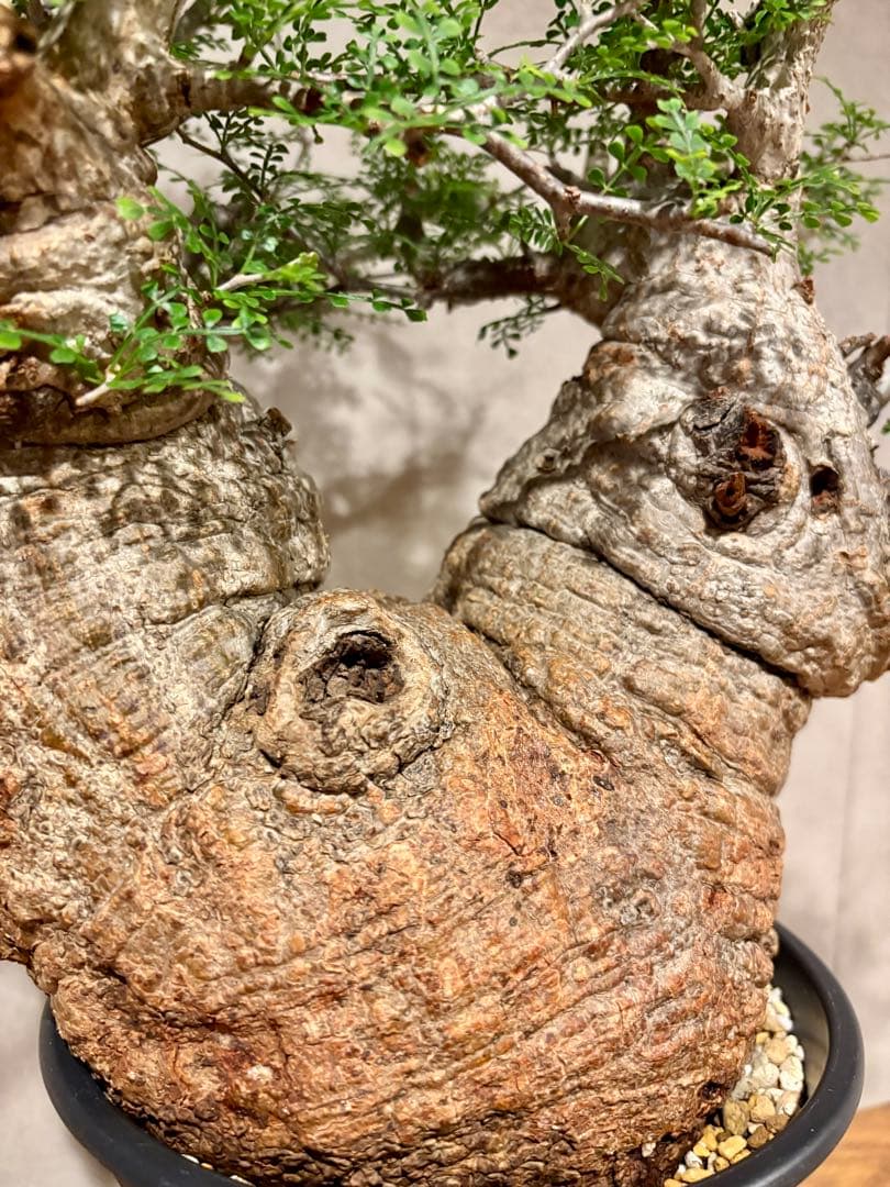 【ムチムチ極太塊根】パキプス｜新芽展開・発根済・6号鉢　みやび鉢