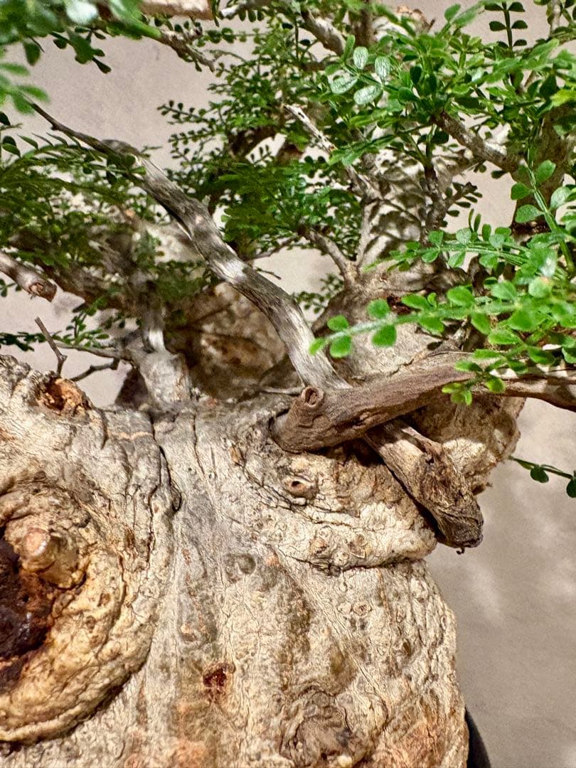 【ムチムチ極太塊根】パキプス｜新芽展開・発根済・6号鉢　みやび鉢