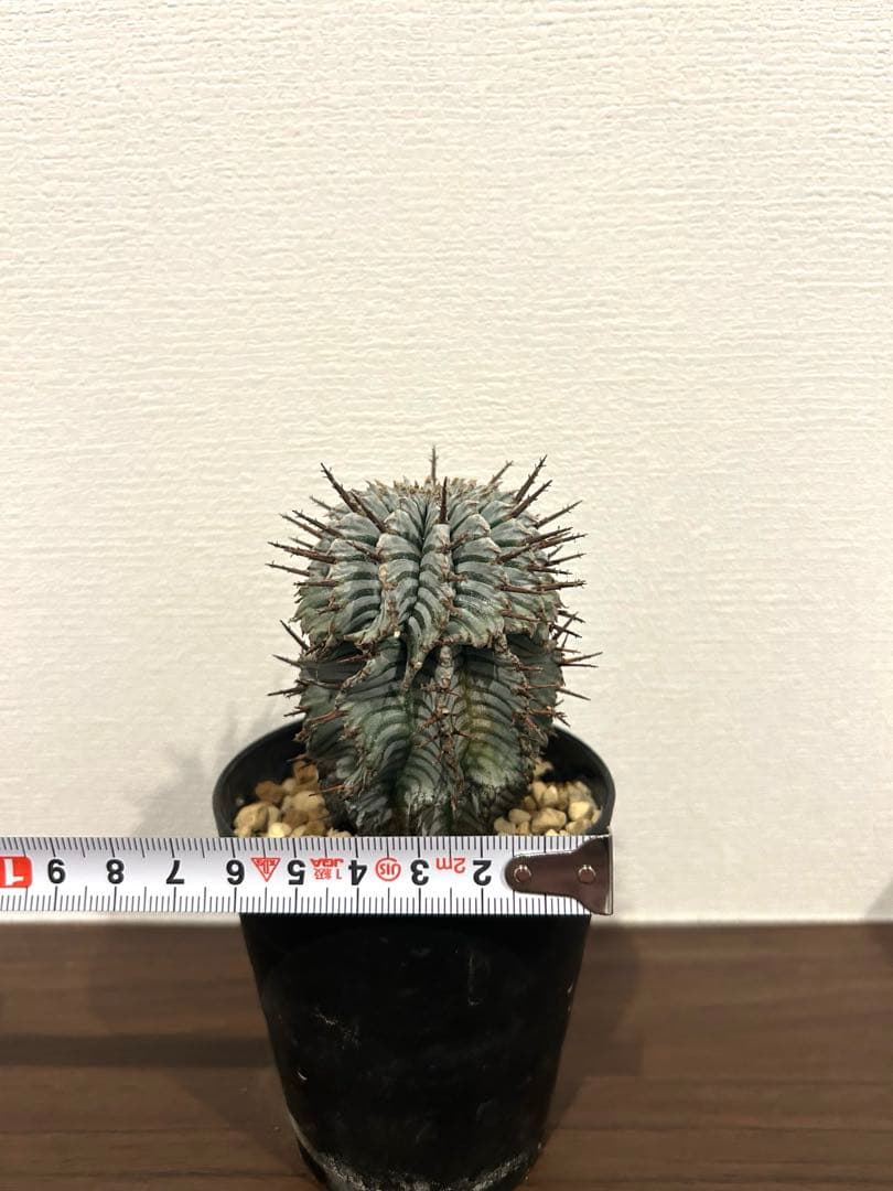 ユーフォルビア　ホリダ　ゼブラ　②