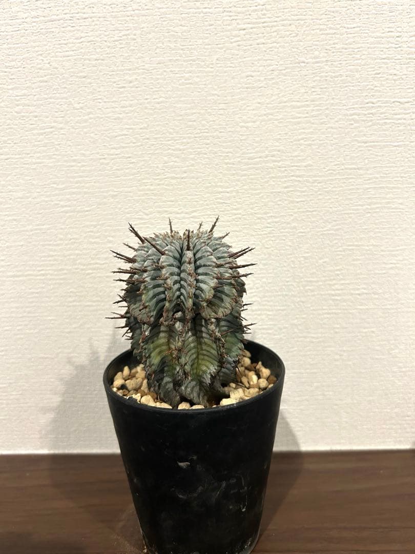 ユーフォルビア　ホリダ　ゼブラ　②