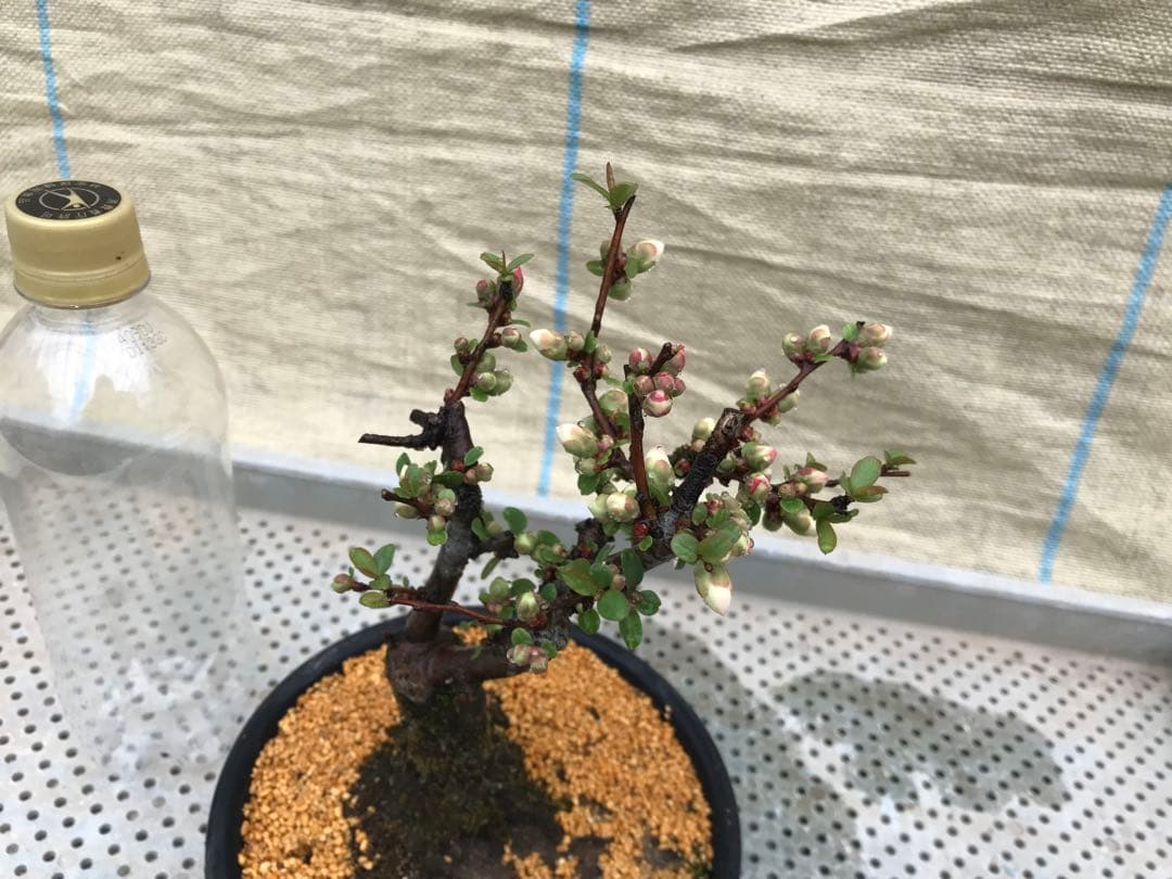 木瓜(ボケ)・放春花 安田錦 5寸(咲分け保証品)⑧ - メルカリ