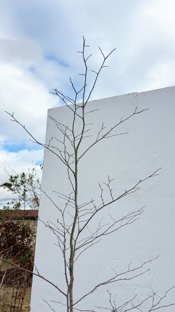 逸品。山採りアオハダ2.8M(鉢底から)