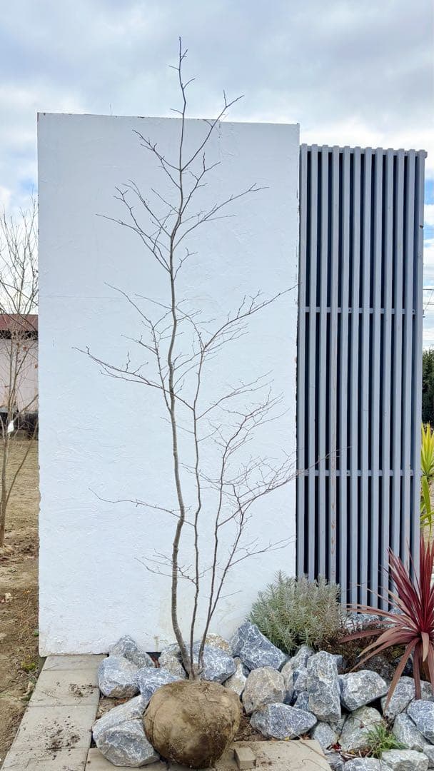 逸品。山採りアオハダ2.8M(鉢底から)