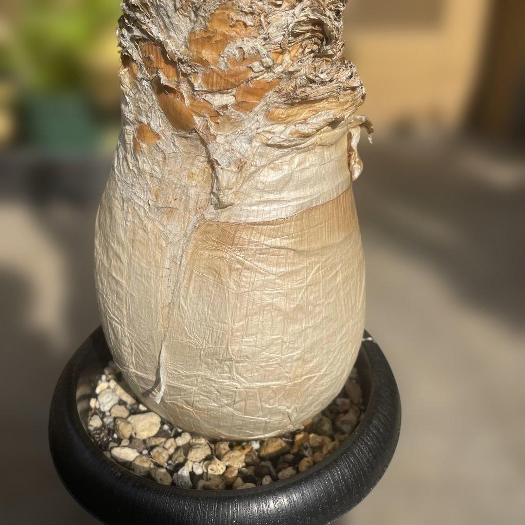 ブーファン ハエマンソイデス