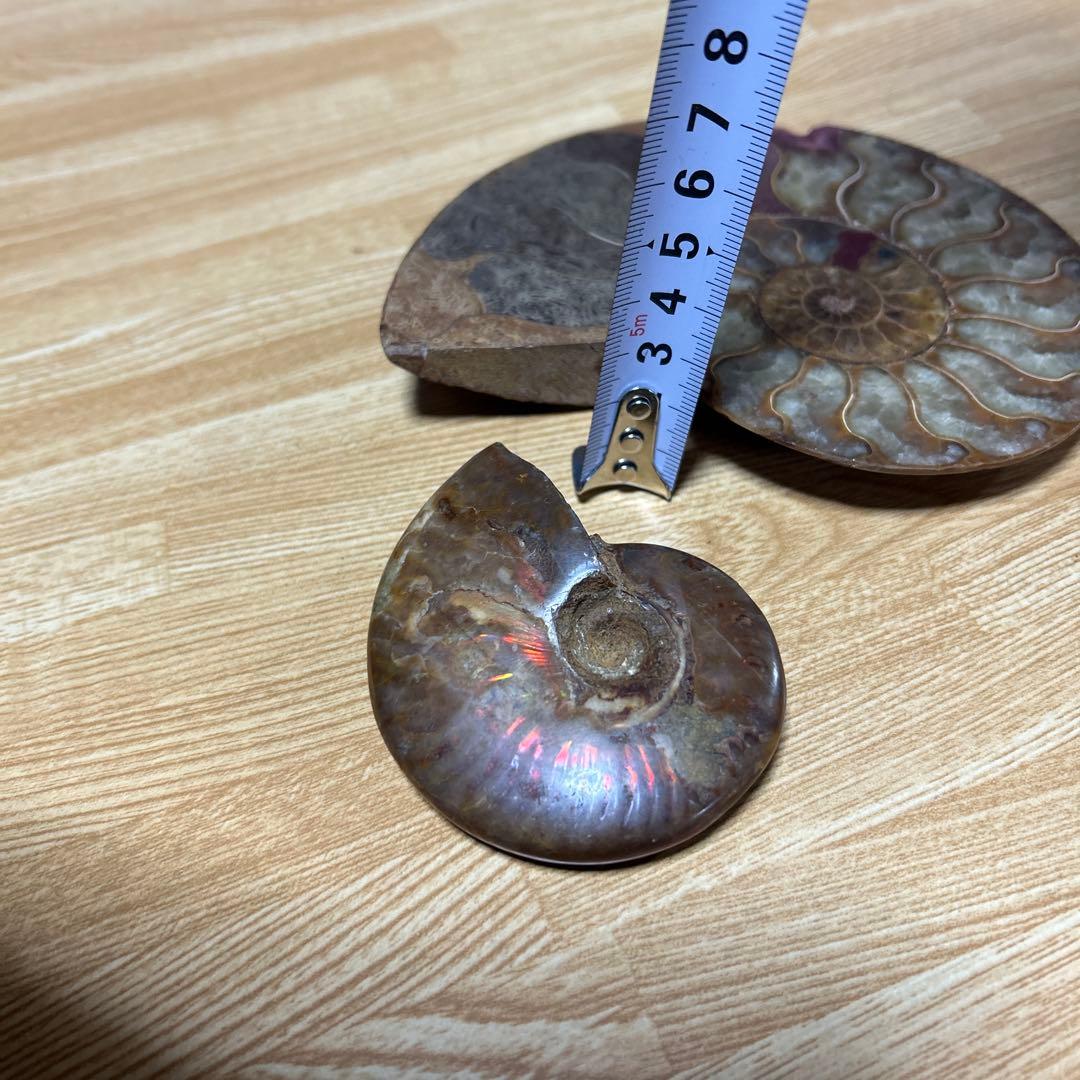 2点　化石　アンモナイト