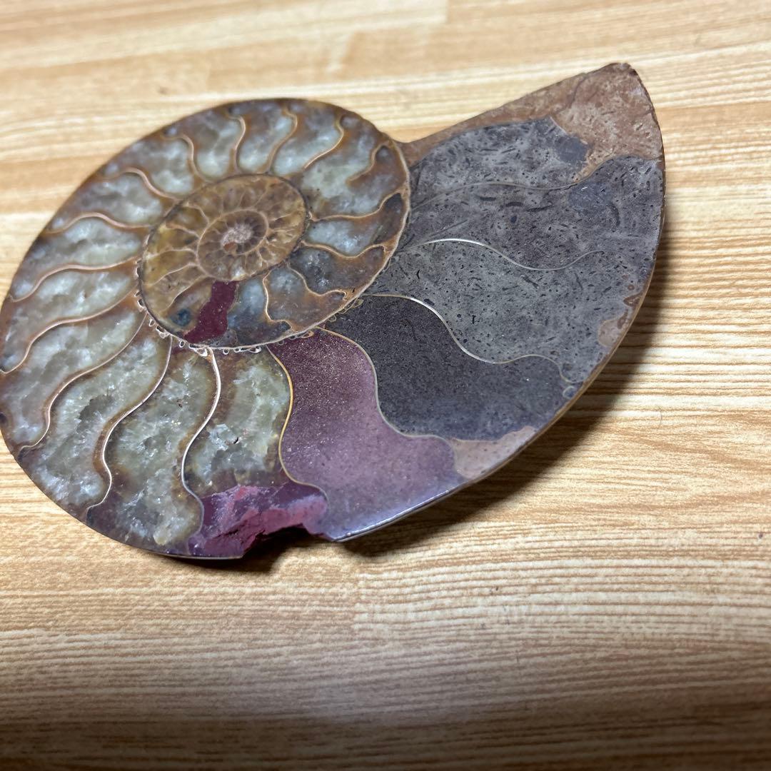 2点　化石　アンモナイト