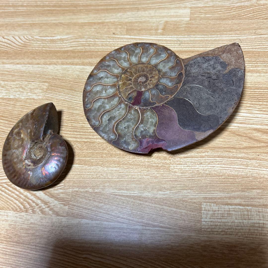 2点　化石　アンモナイト