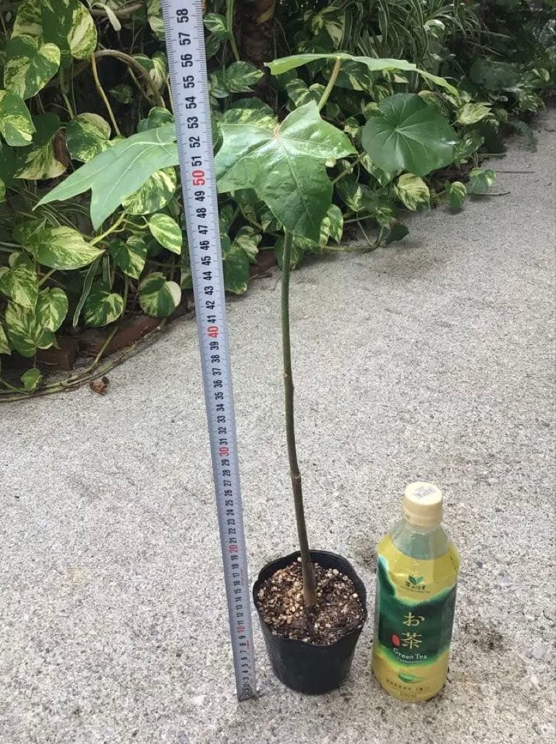 ポットごと宅急便！実生苗ククイノキ（ハワイ州木）メ ルカリ便 - メルカリ