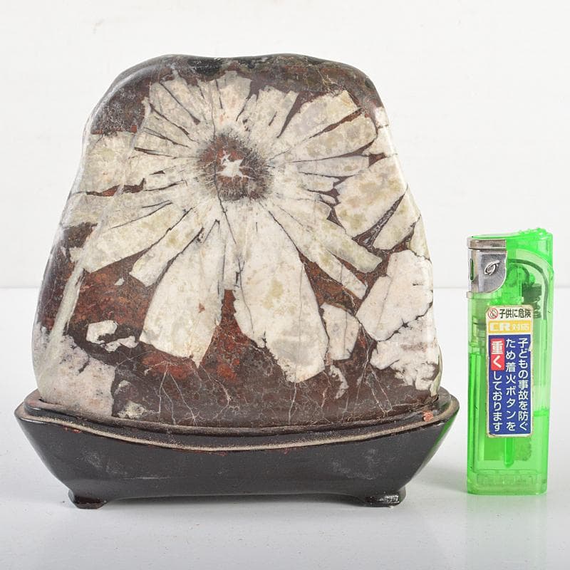 天然石　鑑賞石　菊花石　置物　重さ約1kg　唐木台付　古玩　V　R6655