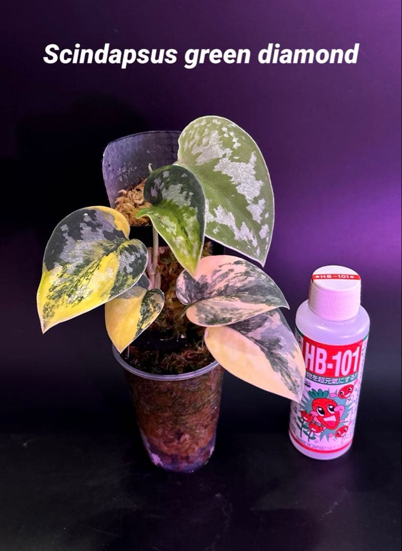 スキンダプサス グリーンダイヤモンド 1 - メルカリ