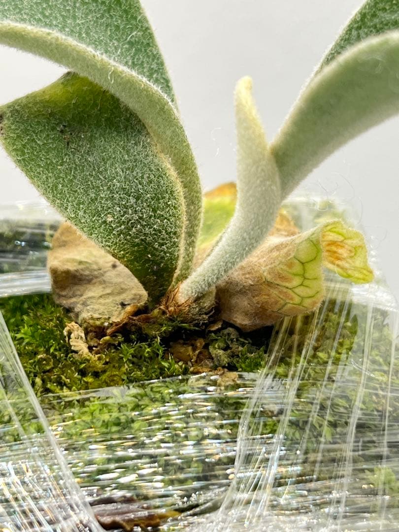 初上陸・最高峰」ビカクシダ AR x AR x AR spore 交配品種 - メルカリ