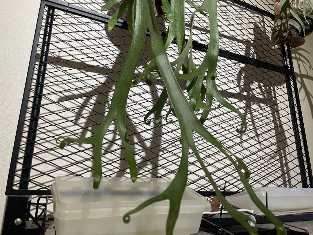 ビカクシダ　ウィリンキー