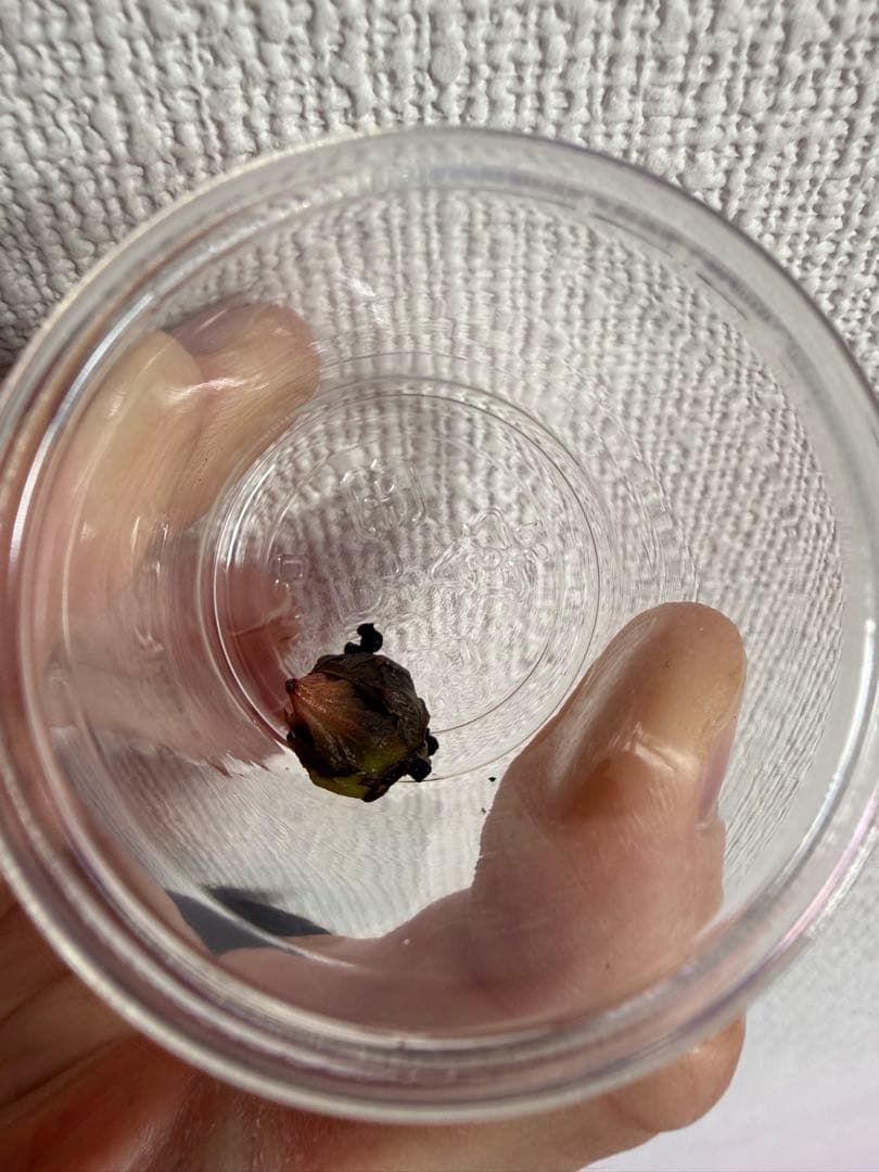 アロカシア斑入り小芋5種