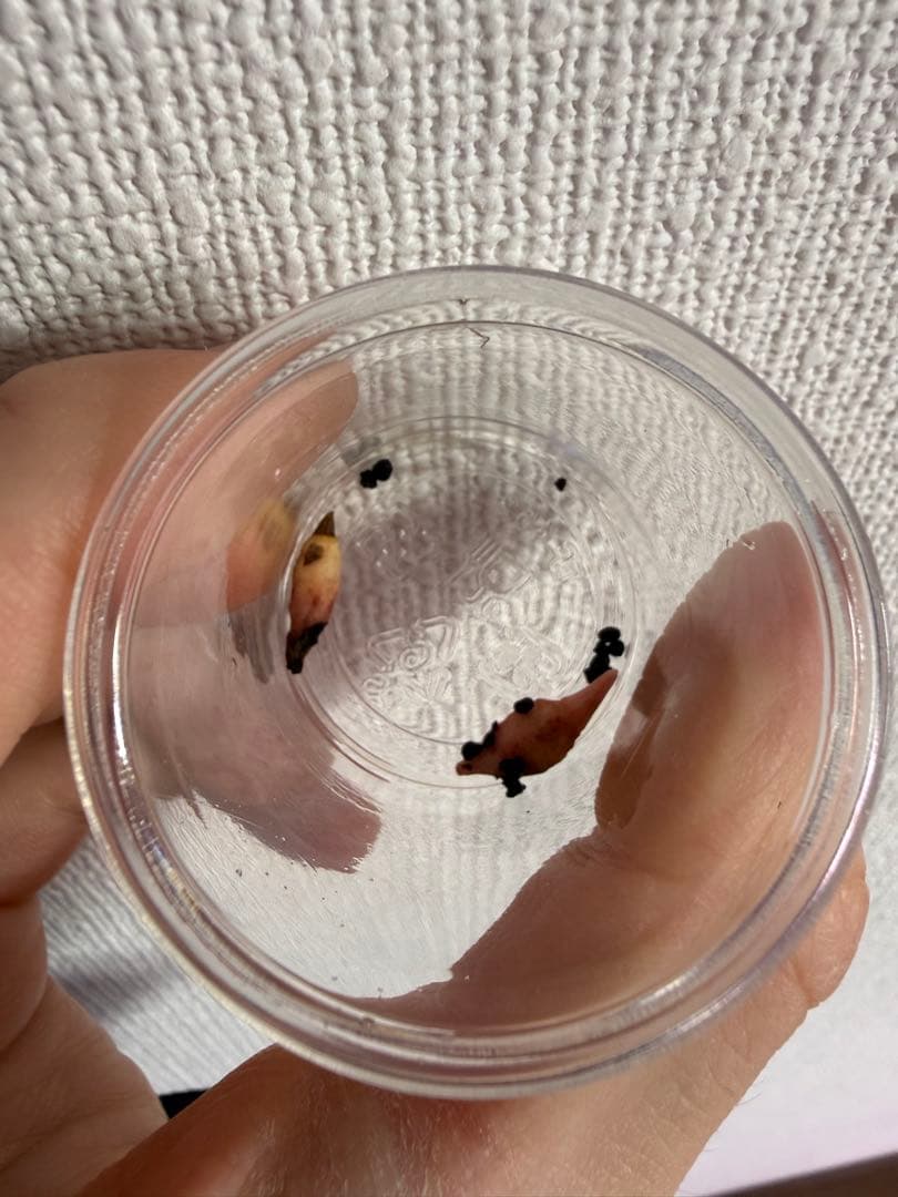 アロカシア斑入り小芋5種