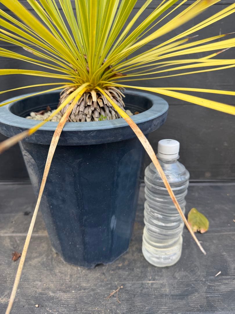 ユッカ ロストラータ　細葉　実生　中型 黒鉢