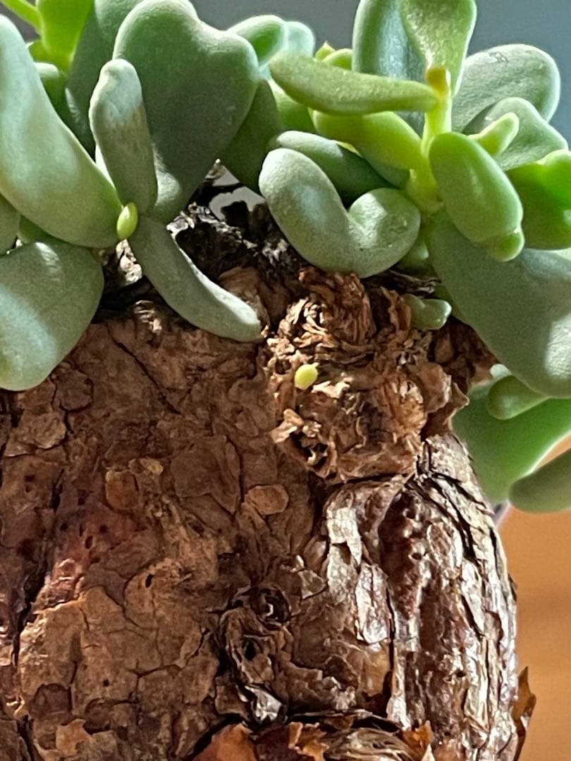 現地球／発根済】小さな巨人/バオバブフォーム ピグマエア - メルカリ