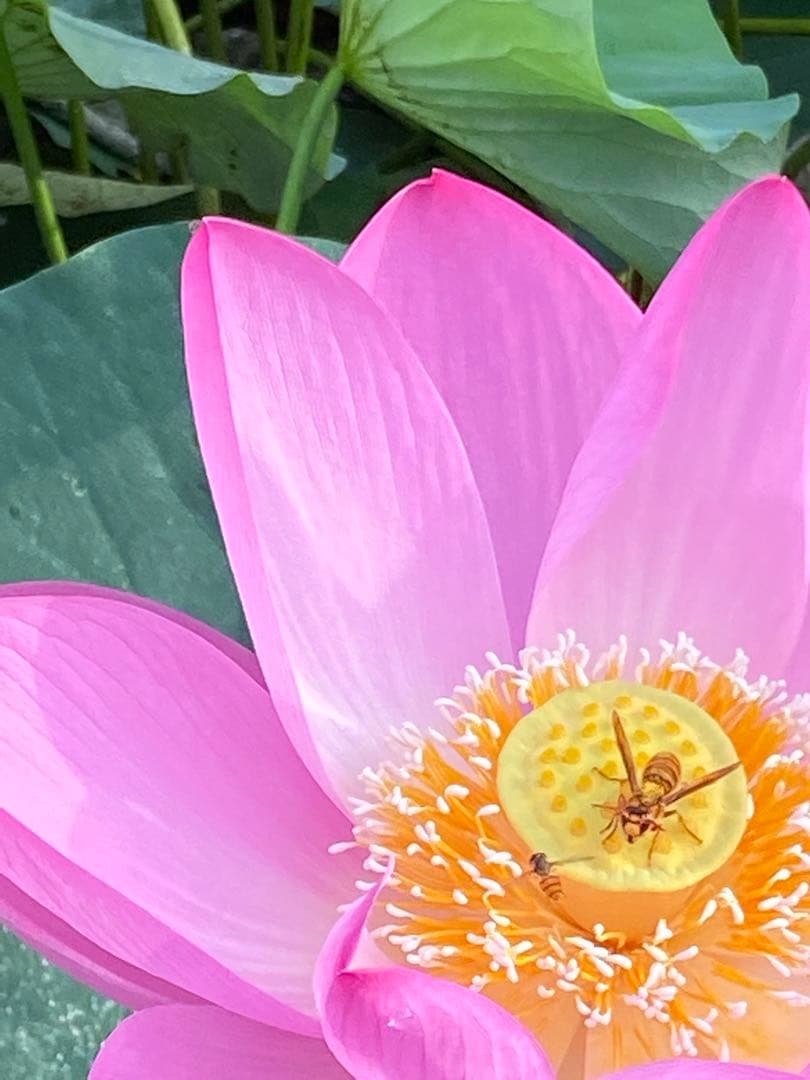 ハスの種 大賀ハスの種 50粒 - メルカリ