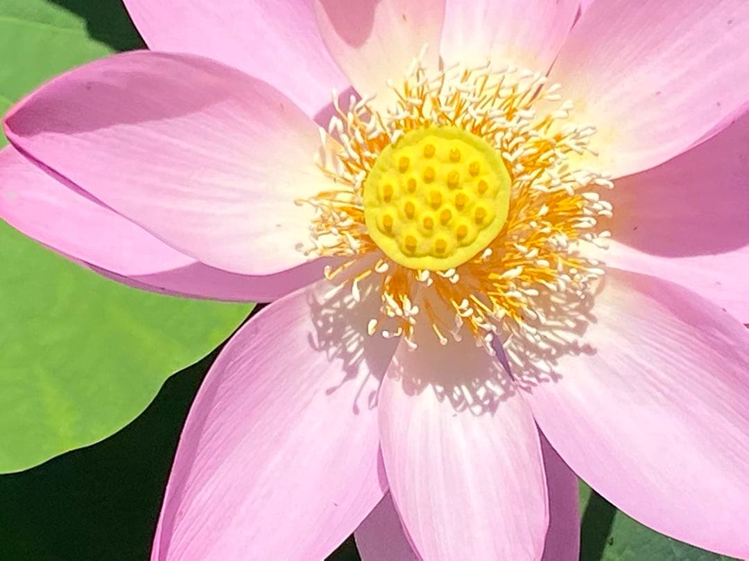 ハスの種 大賀ハスの種 50粒 - メルカリ