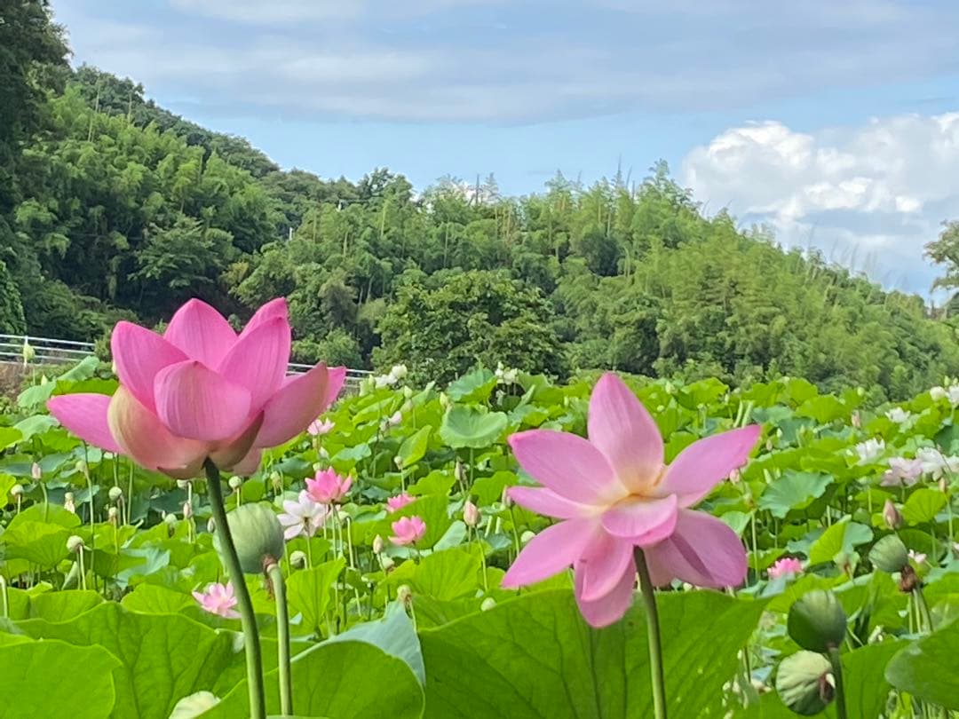 ハスの種 大賀ハスの種 50粒 - メルカリ