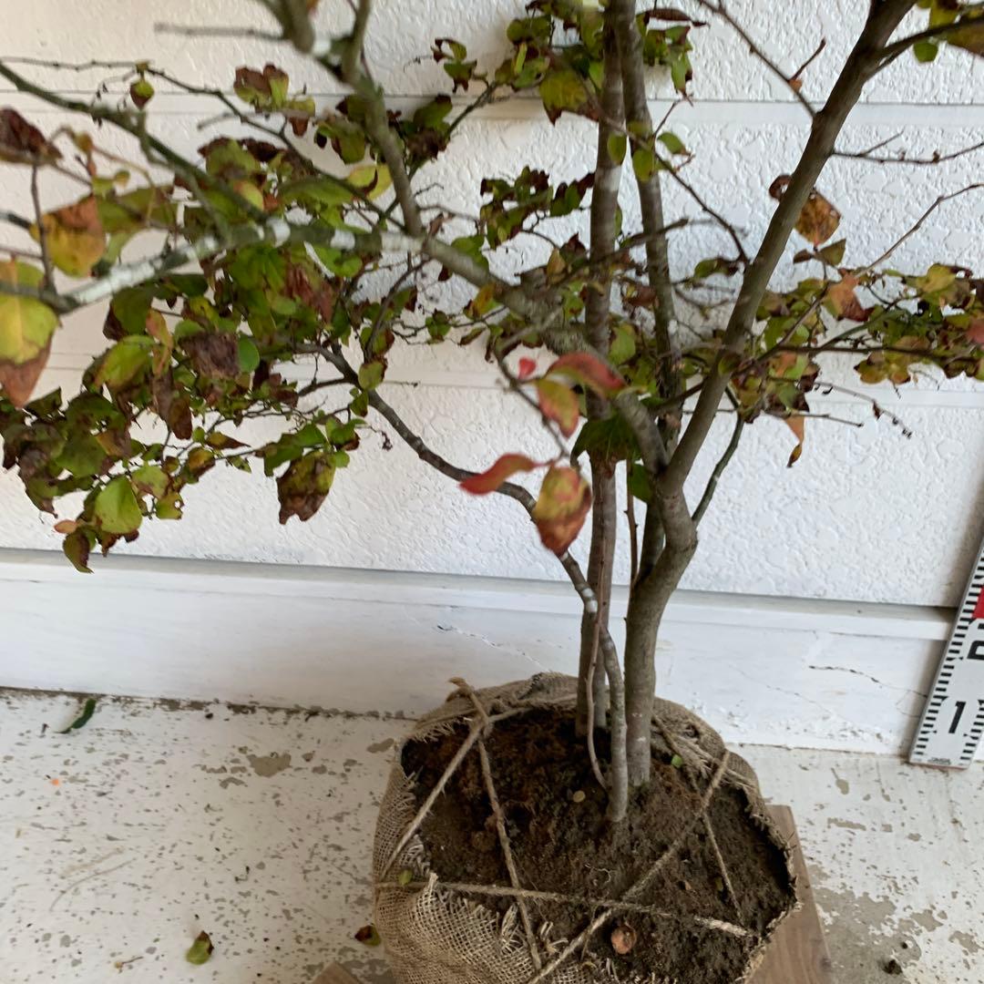 大株　ナツハゼ　約:130cm 【夏櫨/落葉樹/果樹苗】403371