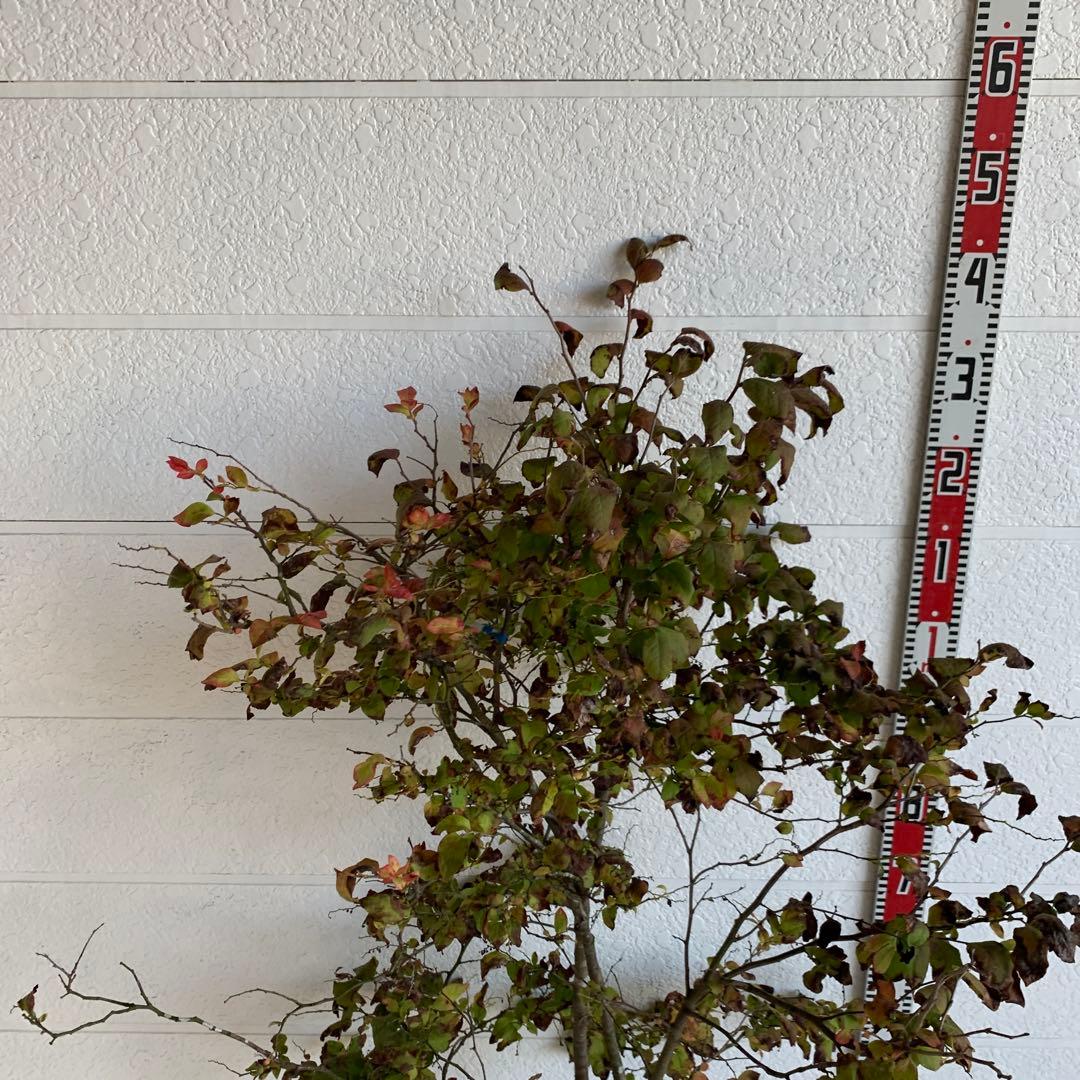 大株　ナツハゼ　約:130cm 【夏櫨/落葉樹/果樹苗】403371