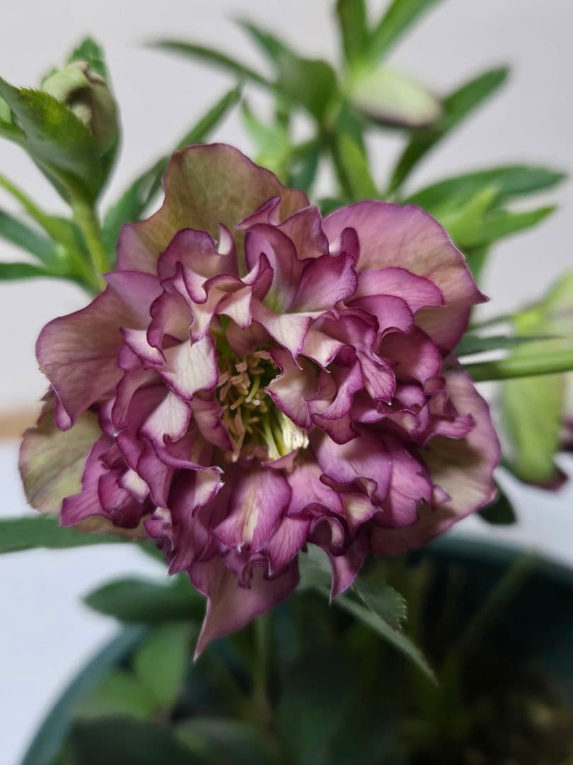 ☆クリスマスローズ☆多弁クレオパトラ系　リバースレッド☆6号鉢☆