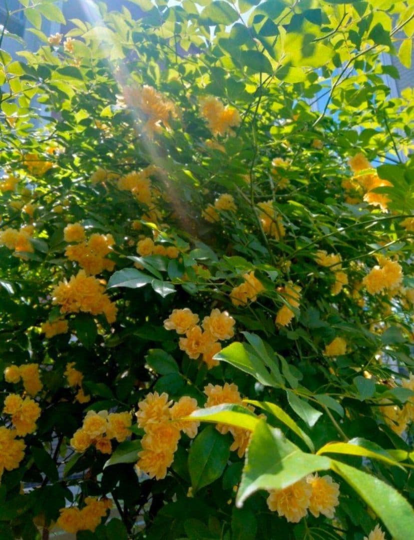 モッコウバラ　　抜き苗です　選べるおまけ付き