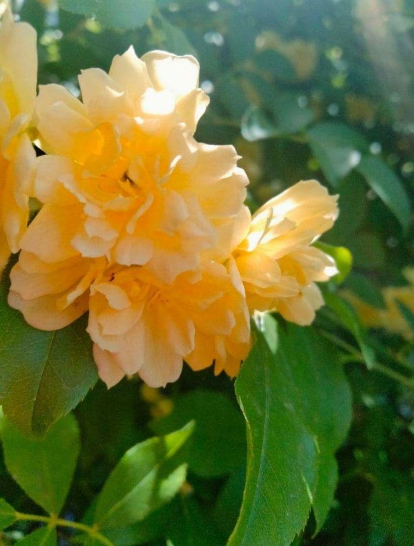 モッコウバラ　　抜き苗です　選べるおまけ付き