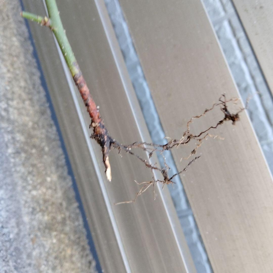 モッコウバラ　　抜き苗です　選べるおまけ付き