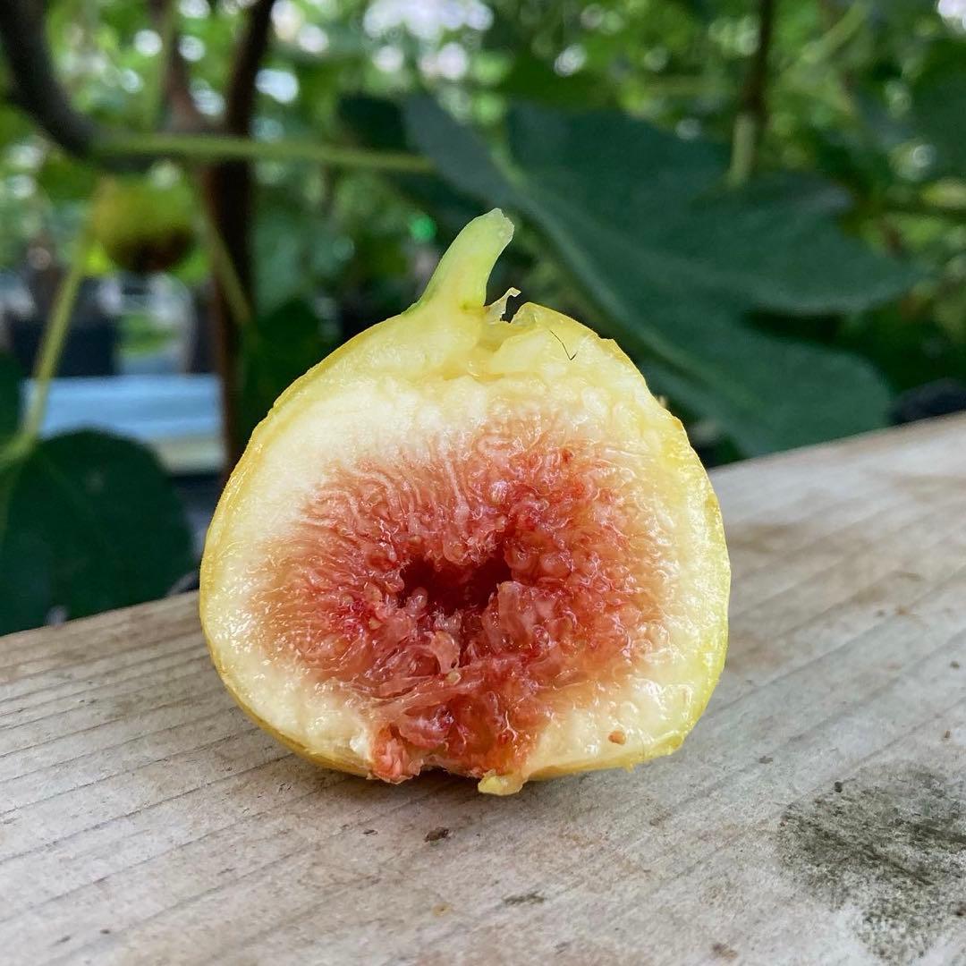 Azerbaijan Yellow 穂木 イチジク - メルカリ