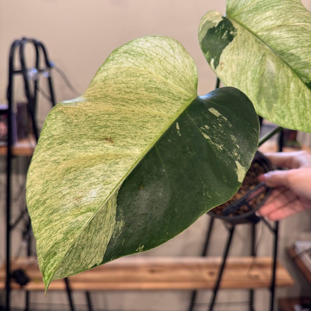 26 モンステラ　ボルシギアナ　‘タイ　ミント’ フルミントに転じる可能性あり