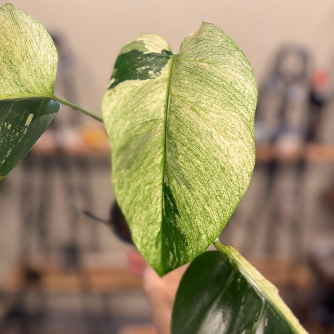 26 モンステラ　ボルシギアナ　‘タイ　ミント’ フルミントに転じる可能性あり