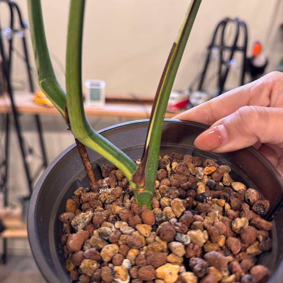 26 モンステラ　ボルシギアナ　‘タイ　ミント’ フルミントに転じる可能性あり