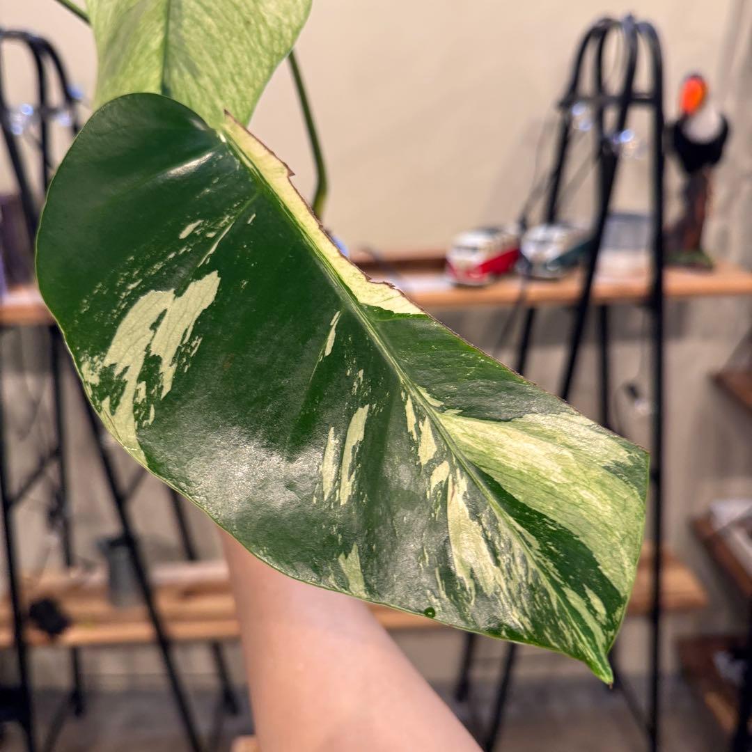 26 モンステラ　ボルシギアナ　‘タイ　ミント’ フルミントに転じる可能性あり