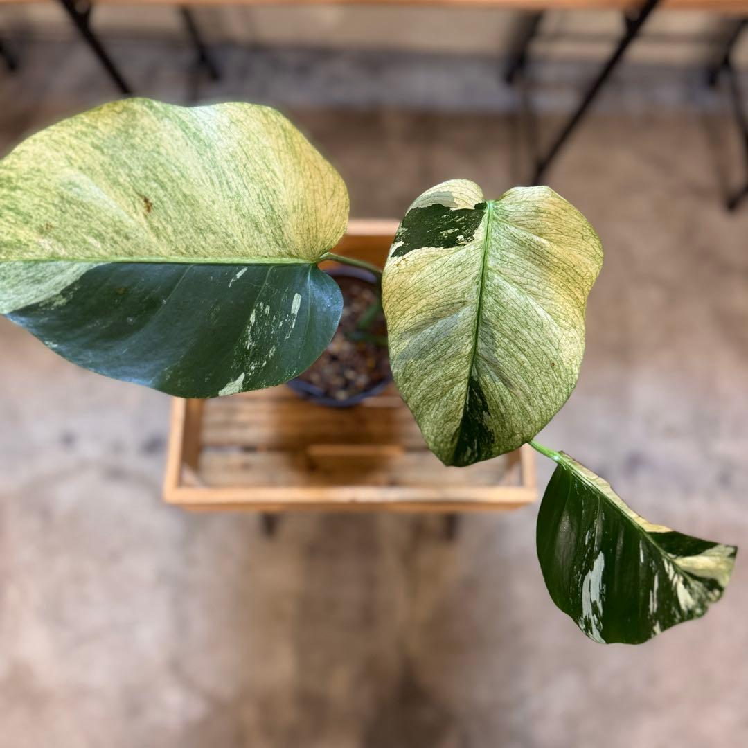 26 モンステラ　ボルシギアナ　‘タイ　ミント’ フルミントに転じる可能性あり