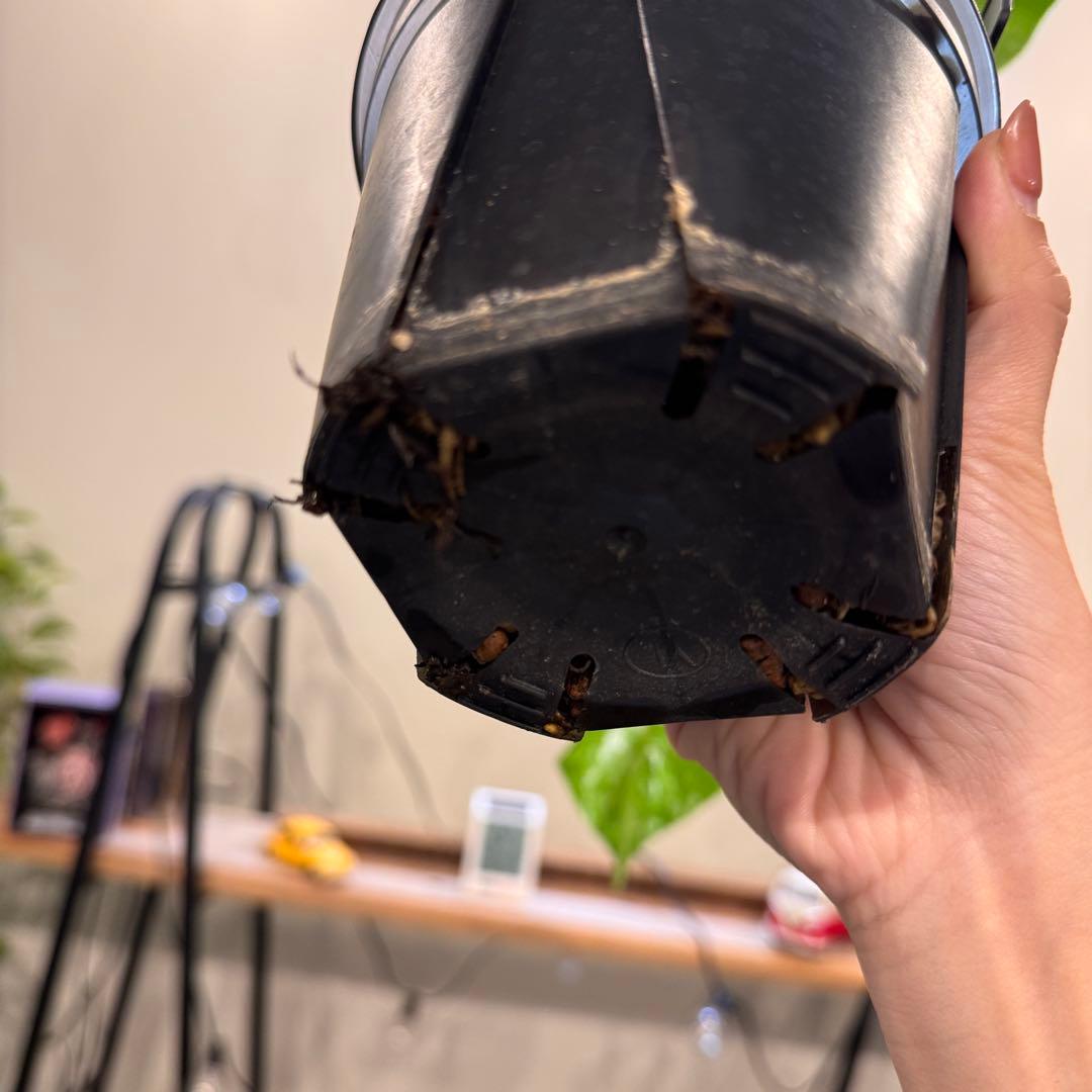 26 モンステラ　ボルシギアナ　‘タイ　ミント’ フルミントに転じる可能性あり