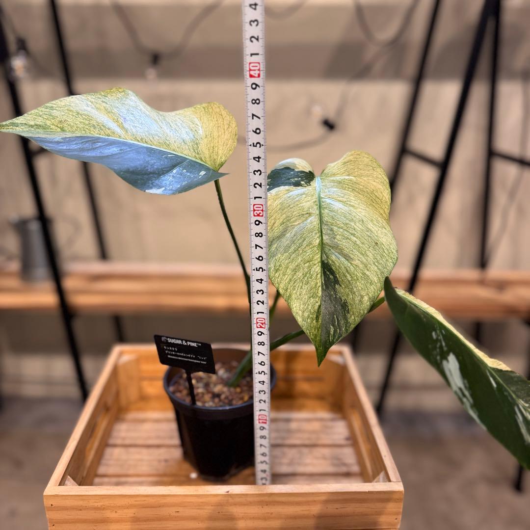 26 モンステラ　ボルシギアナ　‘タイ　ミント’ フルミントに転じる可能性あり