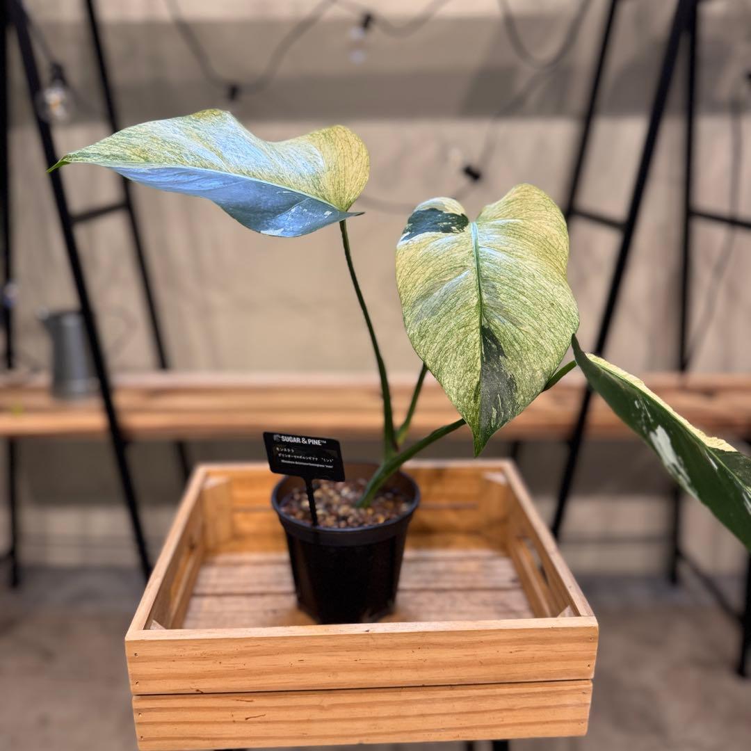 26 モンステラ　ボルシギアナ　‘タイ　ミント’ フルミントに転じる可能性あり